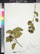 Alnus incana subsp. tenuifolia image